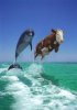 01-dolphin-and-cow.jpg