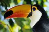 tocotoucan.jpg