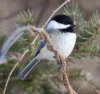 black-capped-chickadee-on-branch.jpg