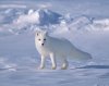 beautiful-white-fox-550x436.jpg