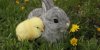 n-EASTER-CHICK-RABBIT-628x314.jpg