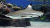 blacktip-reef-shark.jpg