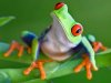 red-eye-tree-frog.jpg