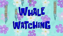 Whale Watching